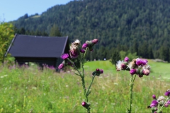 gc-seefeld-reith_platz_020
